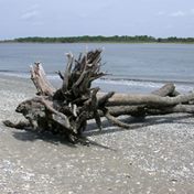 beach driftwood