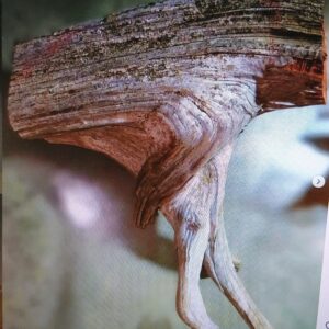 Driftwood Discovery for Quiet Please, a sculpture by Bernie Houston of Seadrift Sculptures