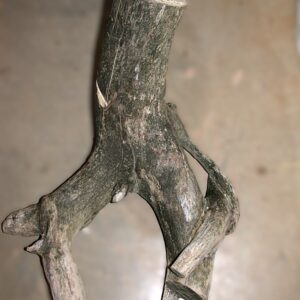 Driftwood Discovery for After Dinner, a sculpture by Bernie Houston of Seadrift Sculptures