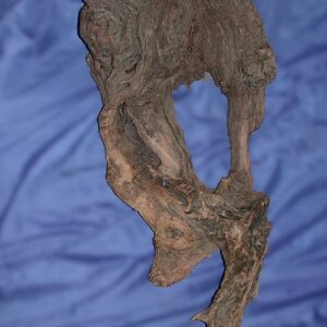 Driftwood Discovery for Sea Pony, a sculpture by Bernie Houston of Seadrift Sculptures